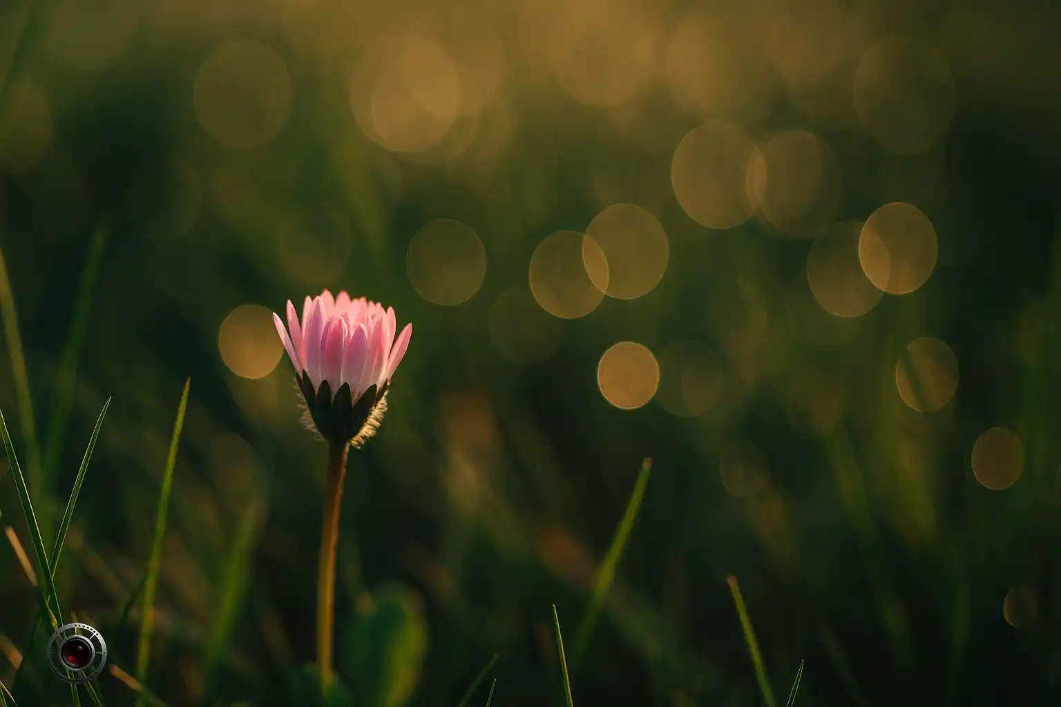 بوکه و عمیق میدان چیست