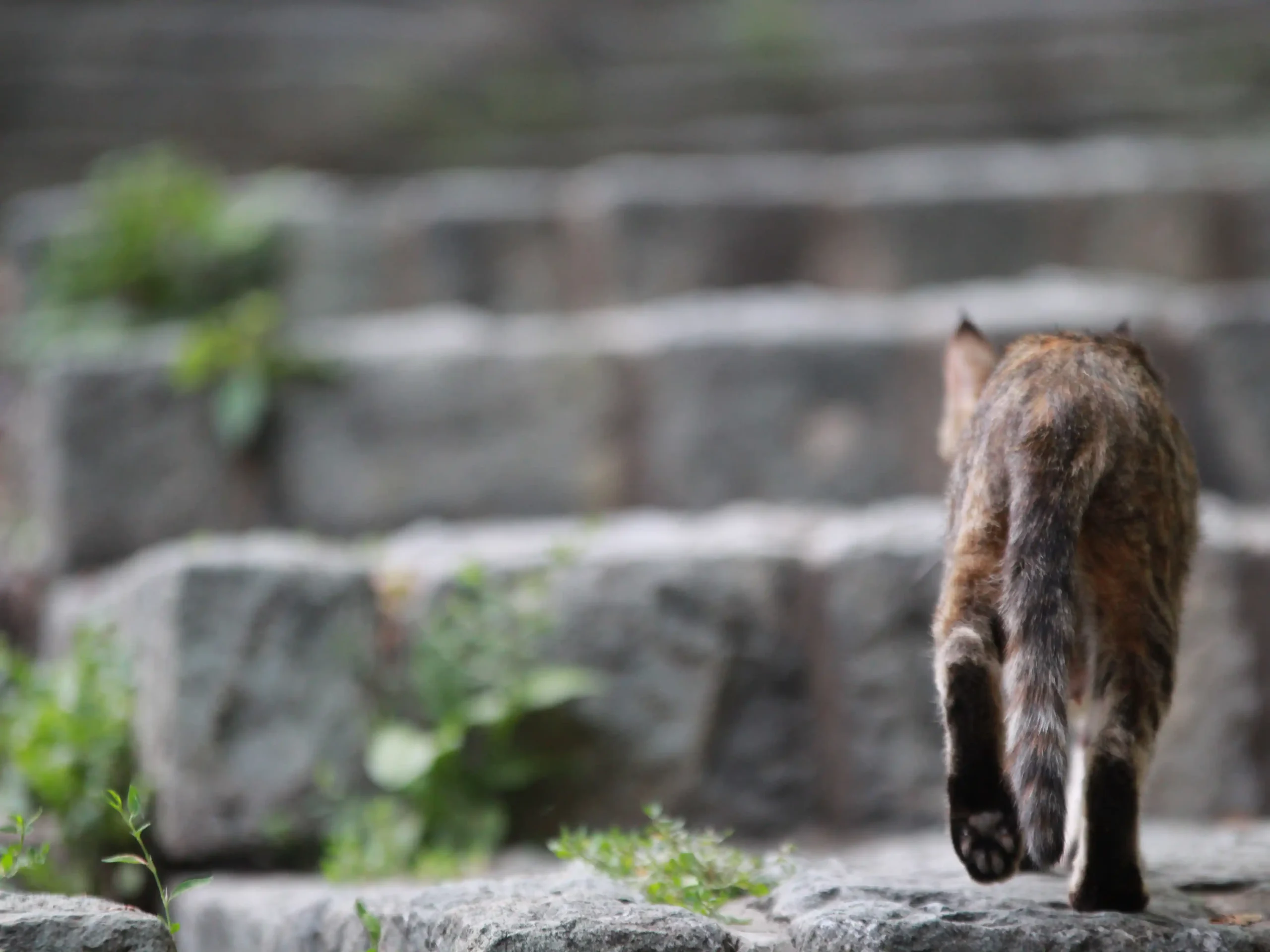 عکس گربه فریز شده در حرکت