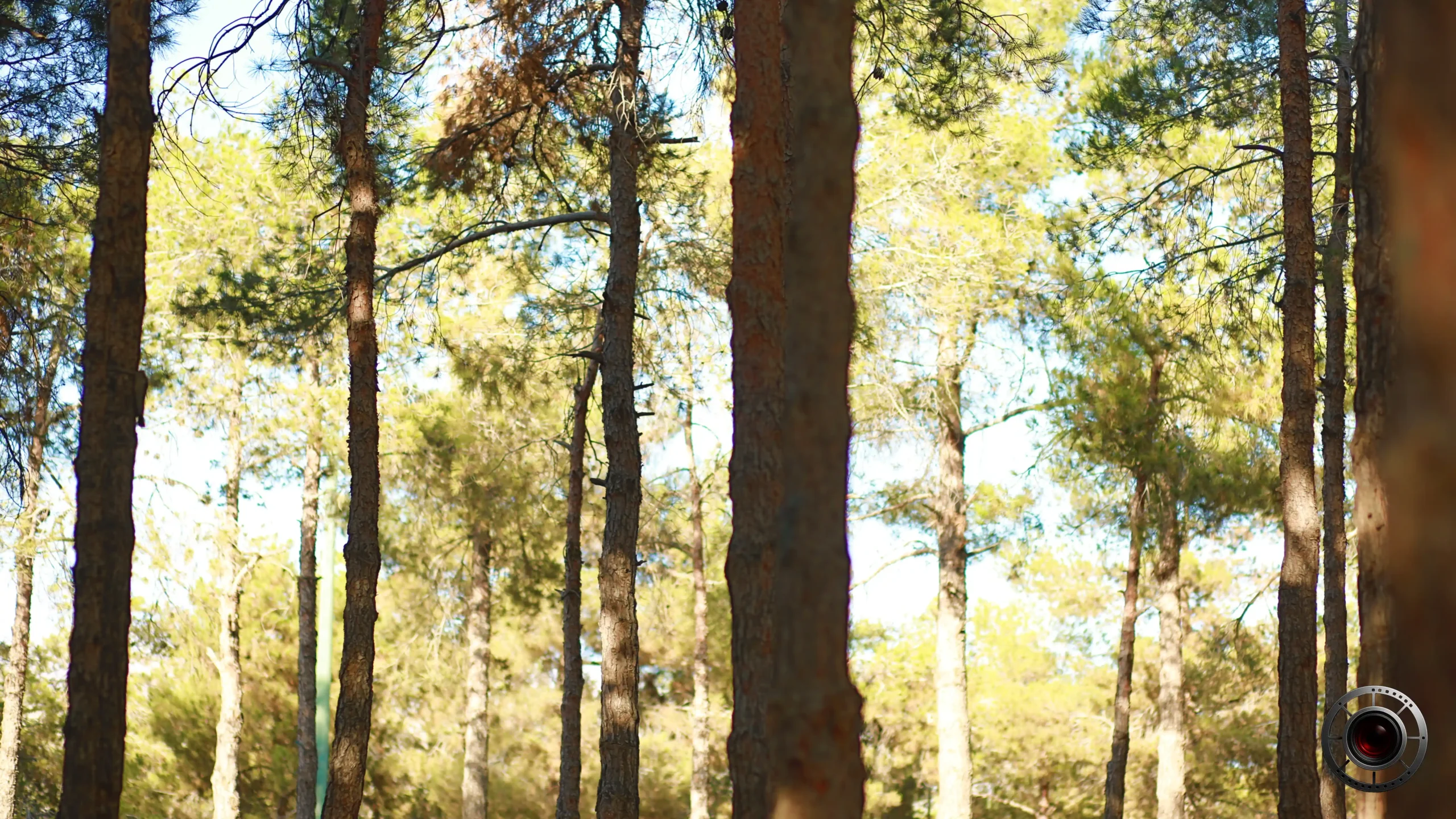 عکس درختان چیتگر با عمق میدان کم از امیر محتشمی